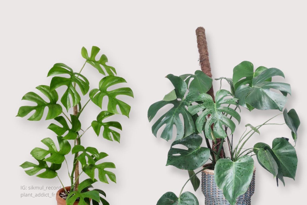 Листья монстеры фон розовый