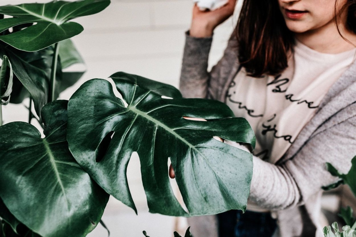 Монстера Борситжиана