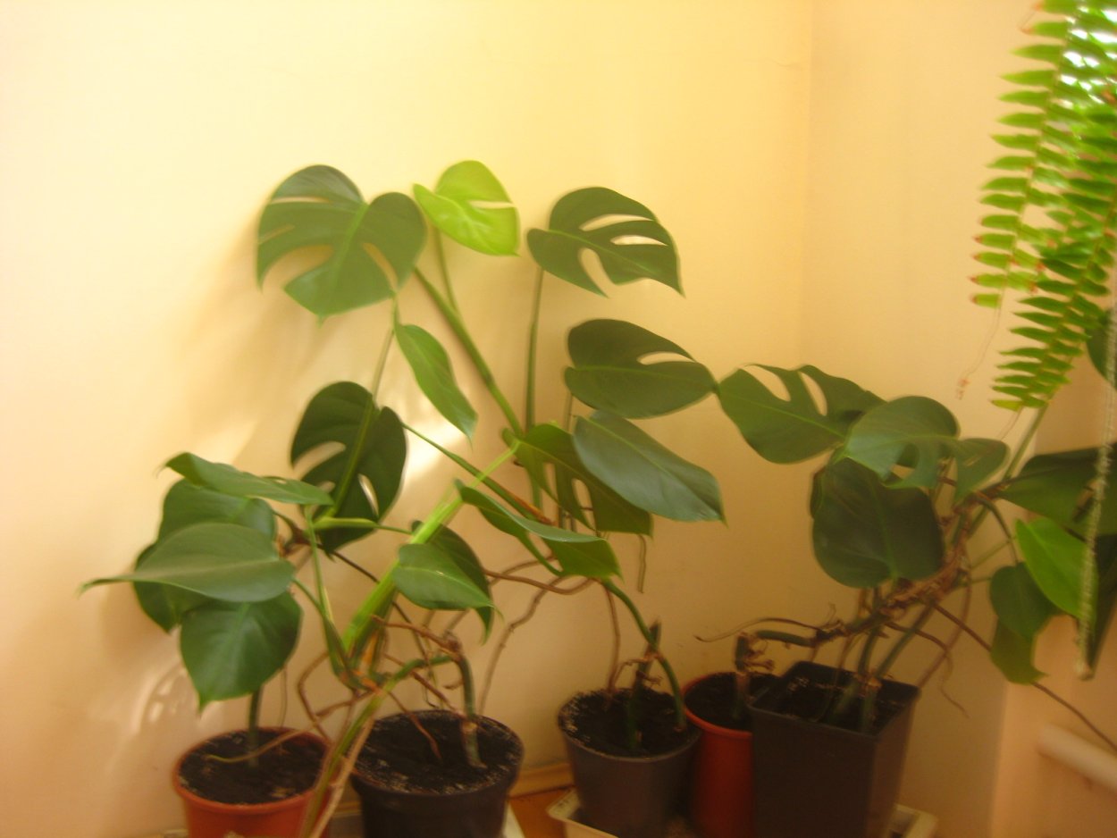 Монстера Адансона