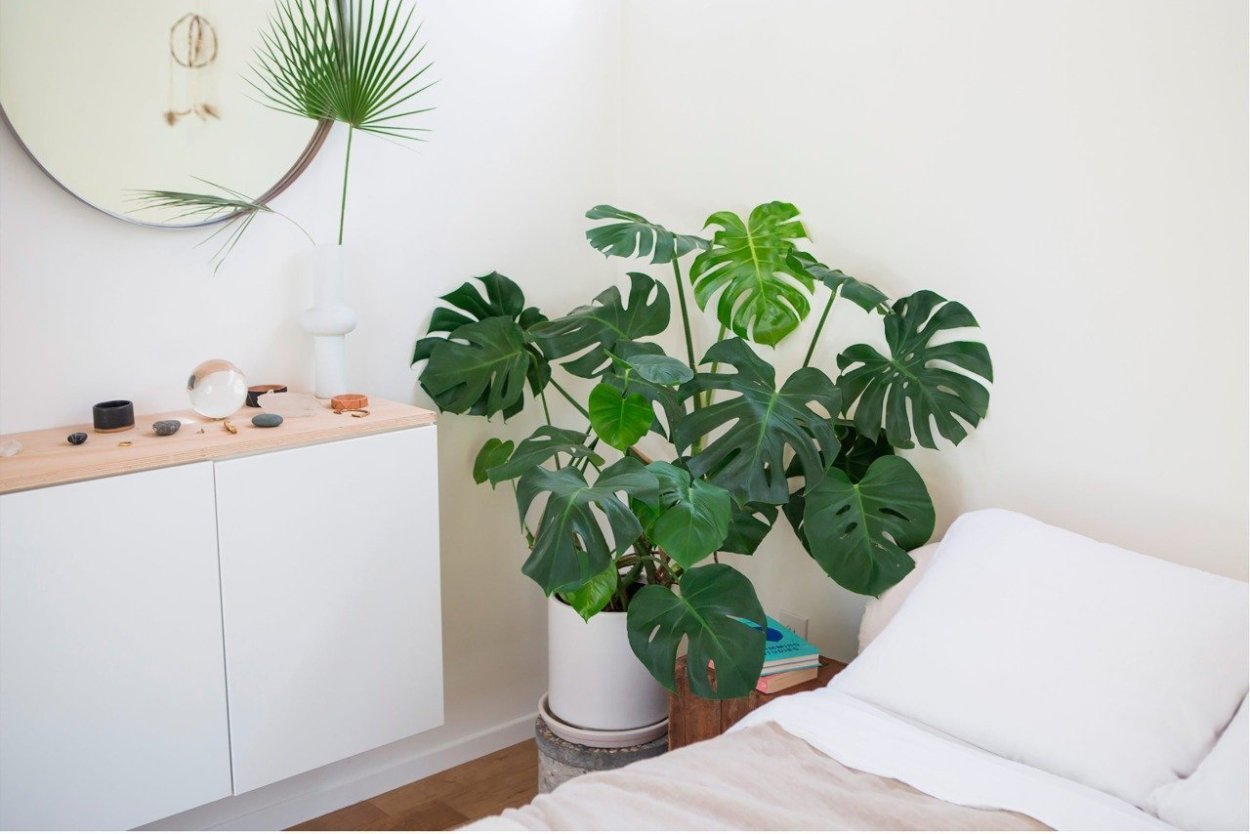 Филодендрон глориозум