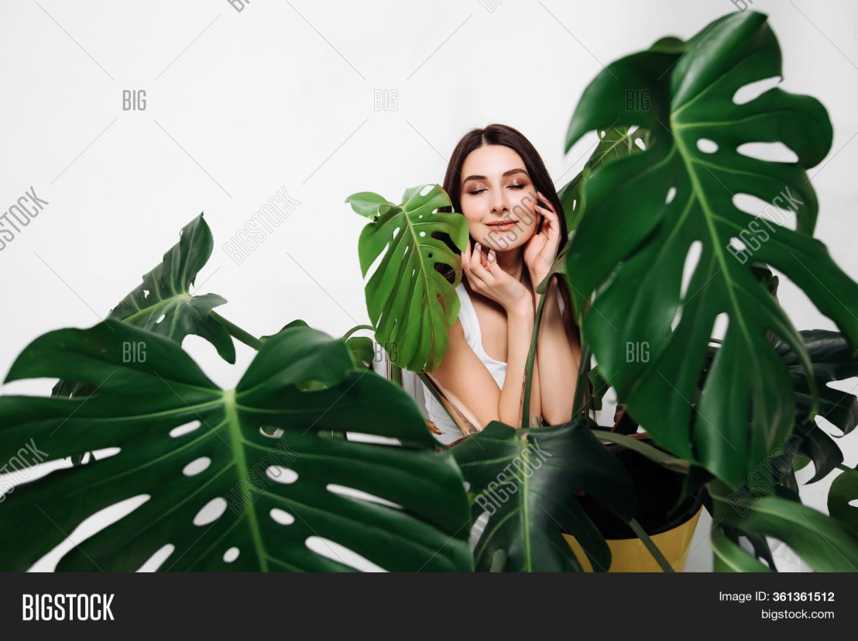 Монстера всходы