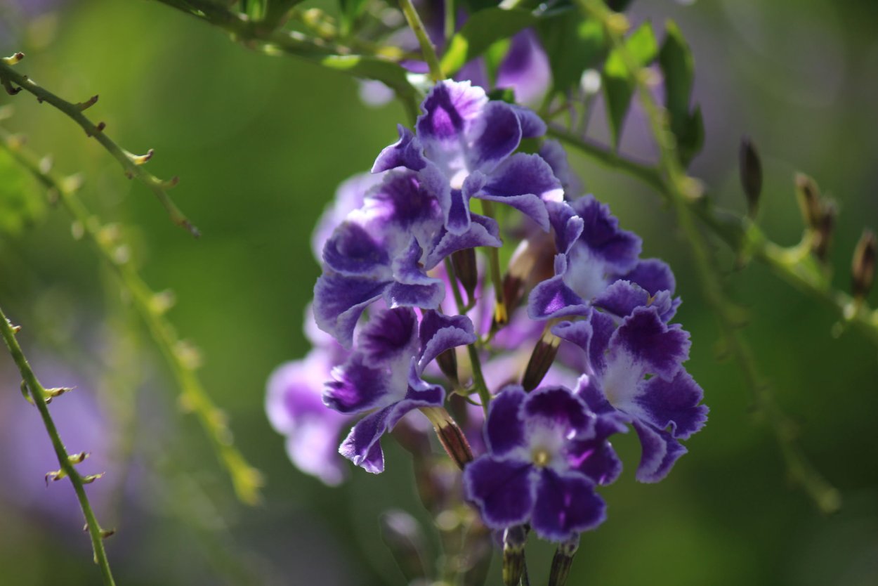 Дуранта Плюмье Duranta plumieri