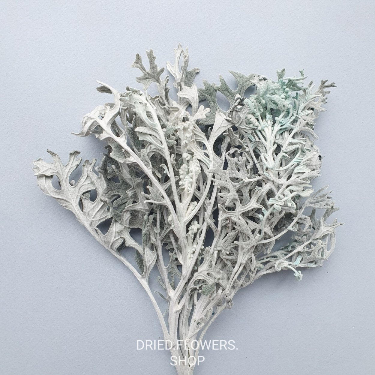 Eucalyptus Гунни