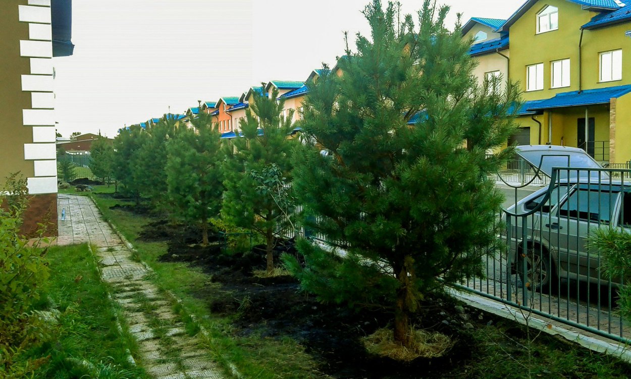 Сосна Сибирская вдоль забора