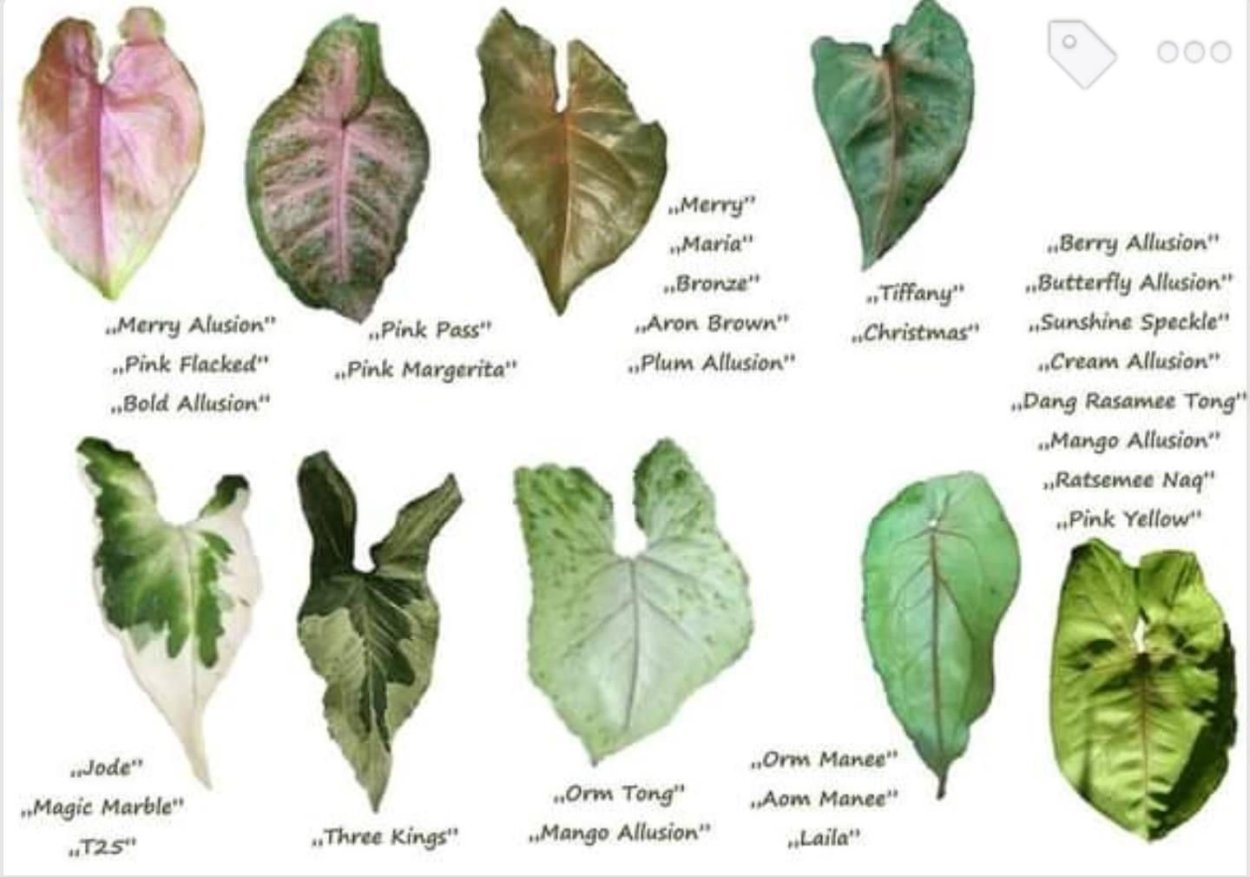 Сингониум Грин Эрроу