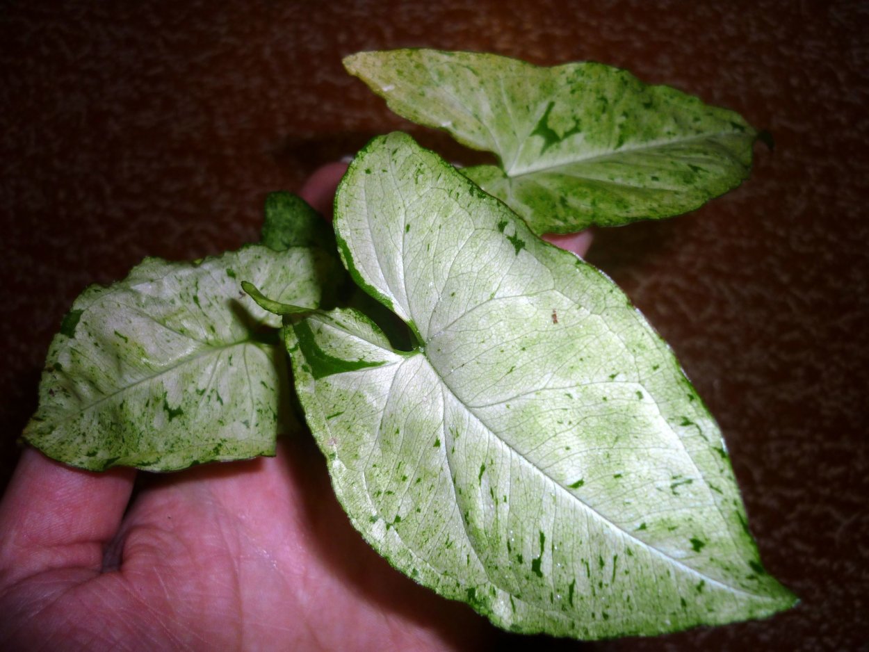 Сингониум Freckles