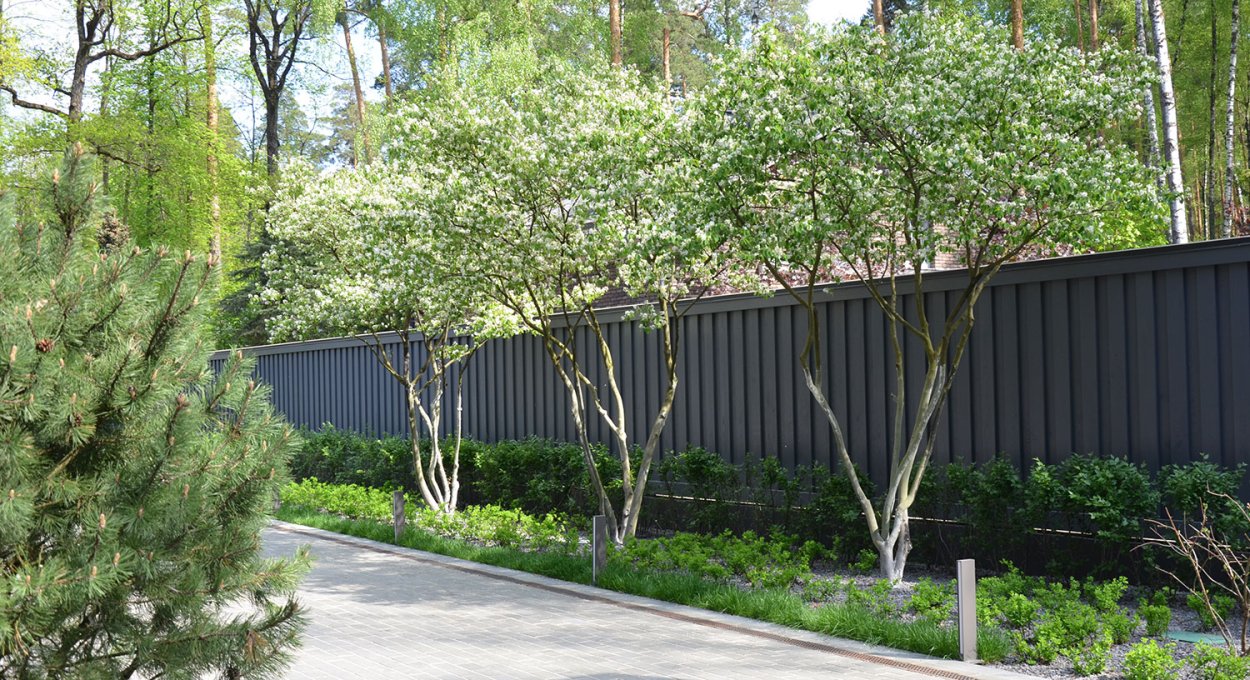 Живая изгородь береза