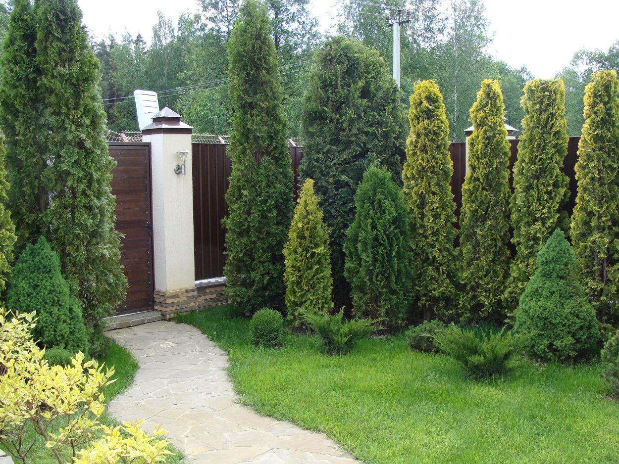 Туя Колумна в саду