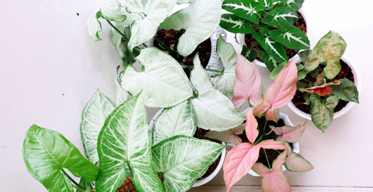 Сингониум Pink allusion