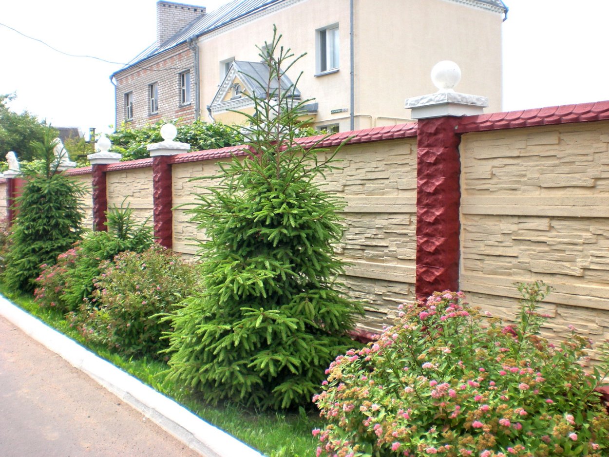 Туя Смарагд Живая изгородь