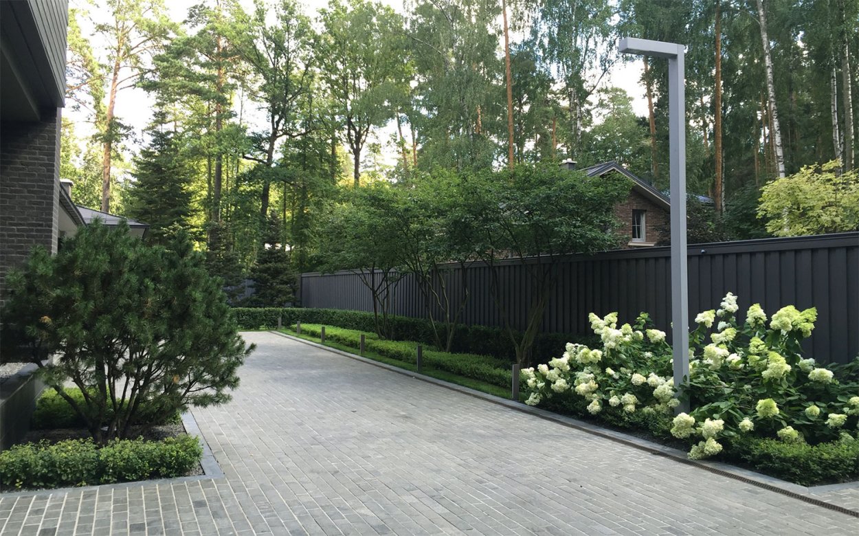 Ель возле забора