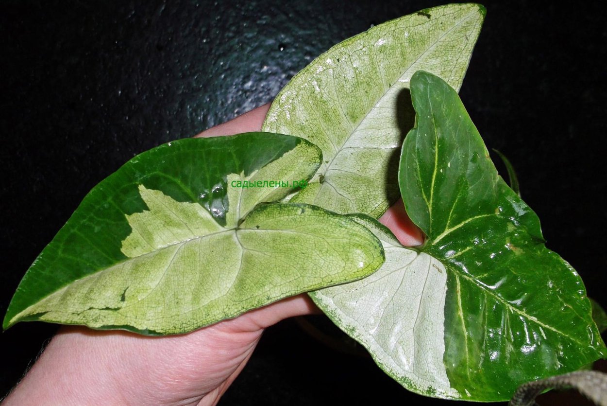 Сингониум Арроу