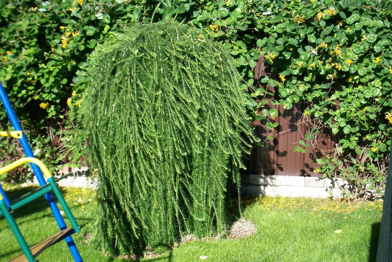 Лиственница европейская pendula