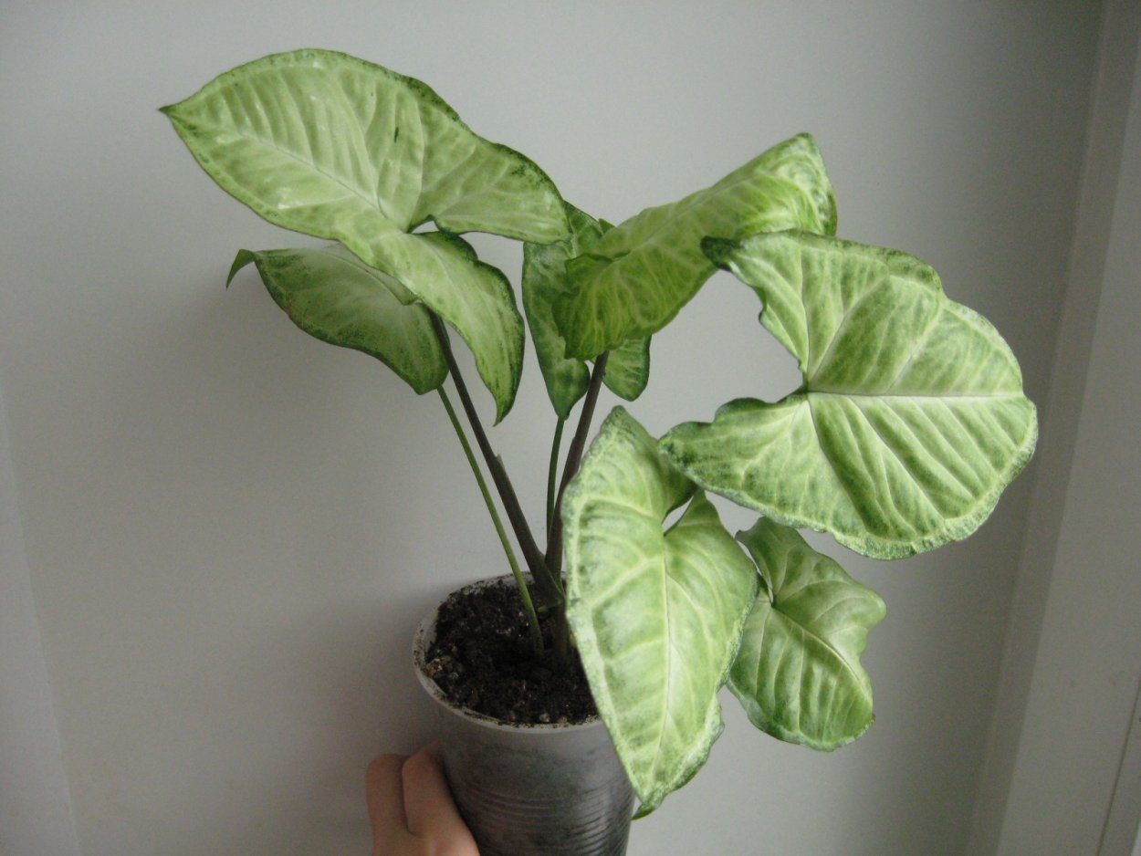 Сингониум ножколистный Лиана