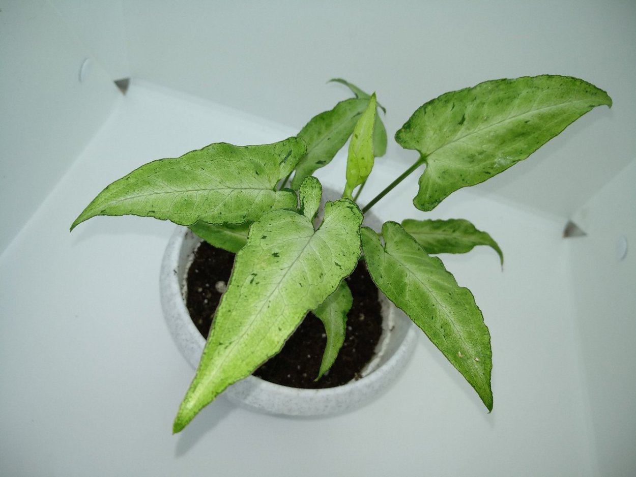 Сингониум Кристмас мутейшн