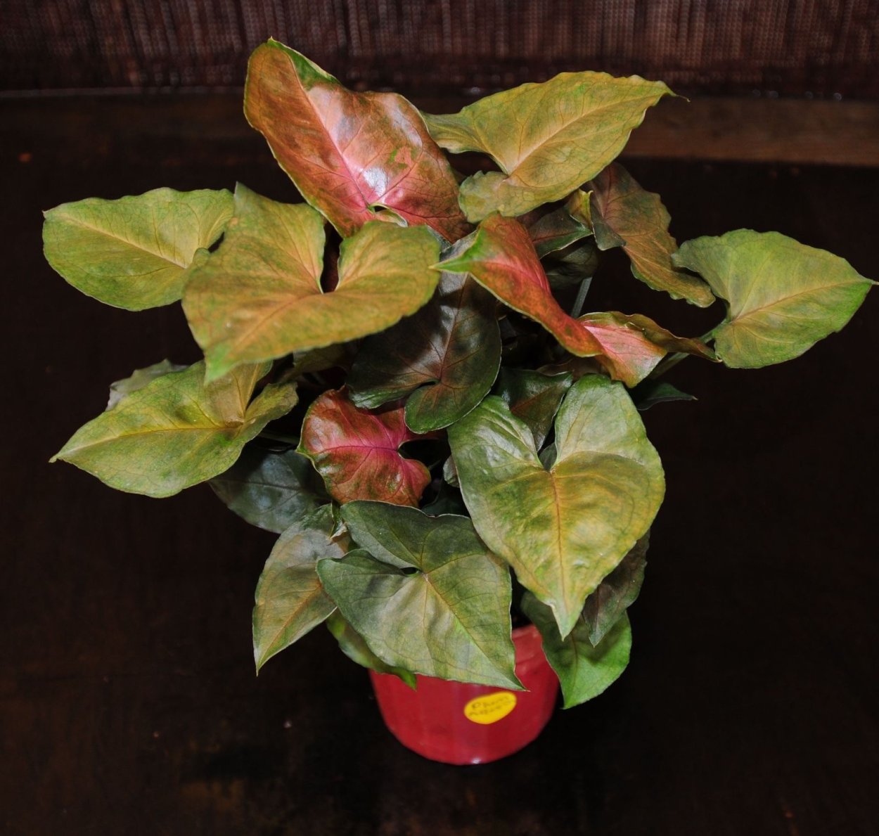 Сингониум Plum allusion