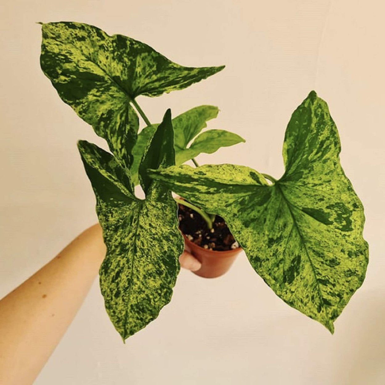 Сингониум ред Харт листы с названиями рисунок