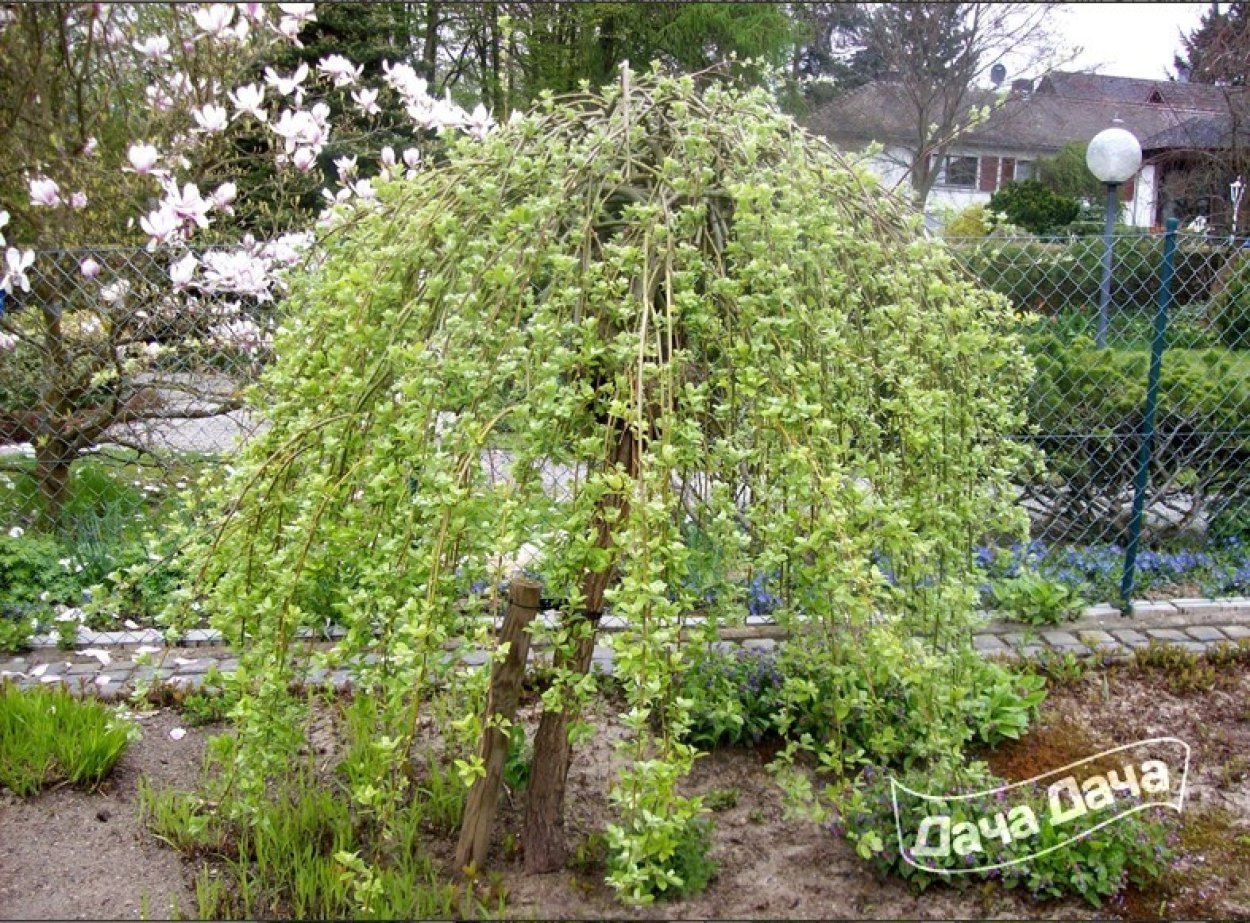 Ива Козья плакучая