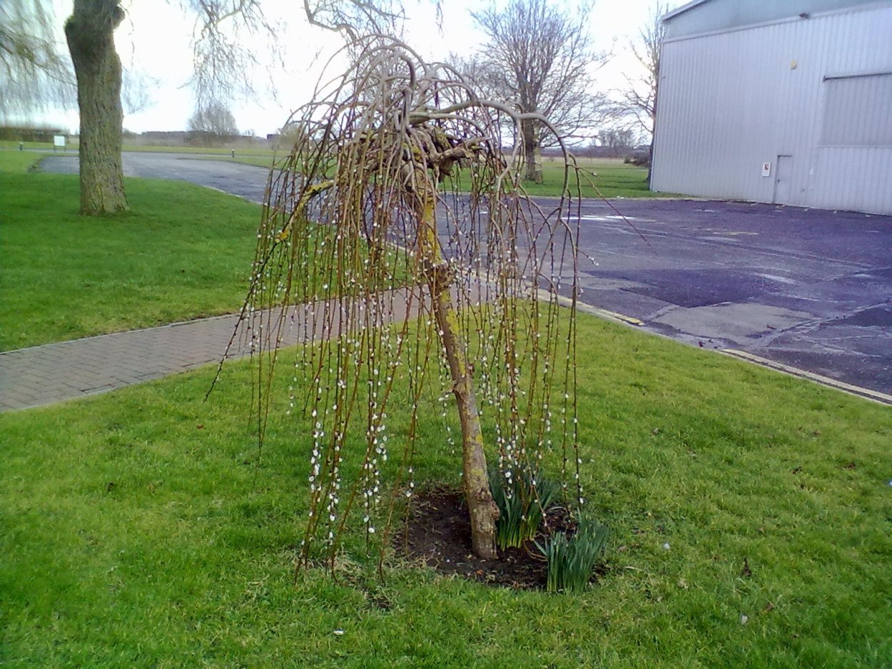Ива Козья Пендула на штамбе
