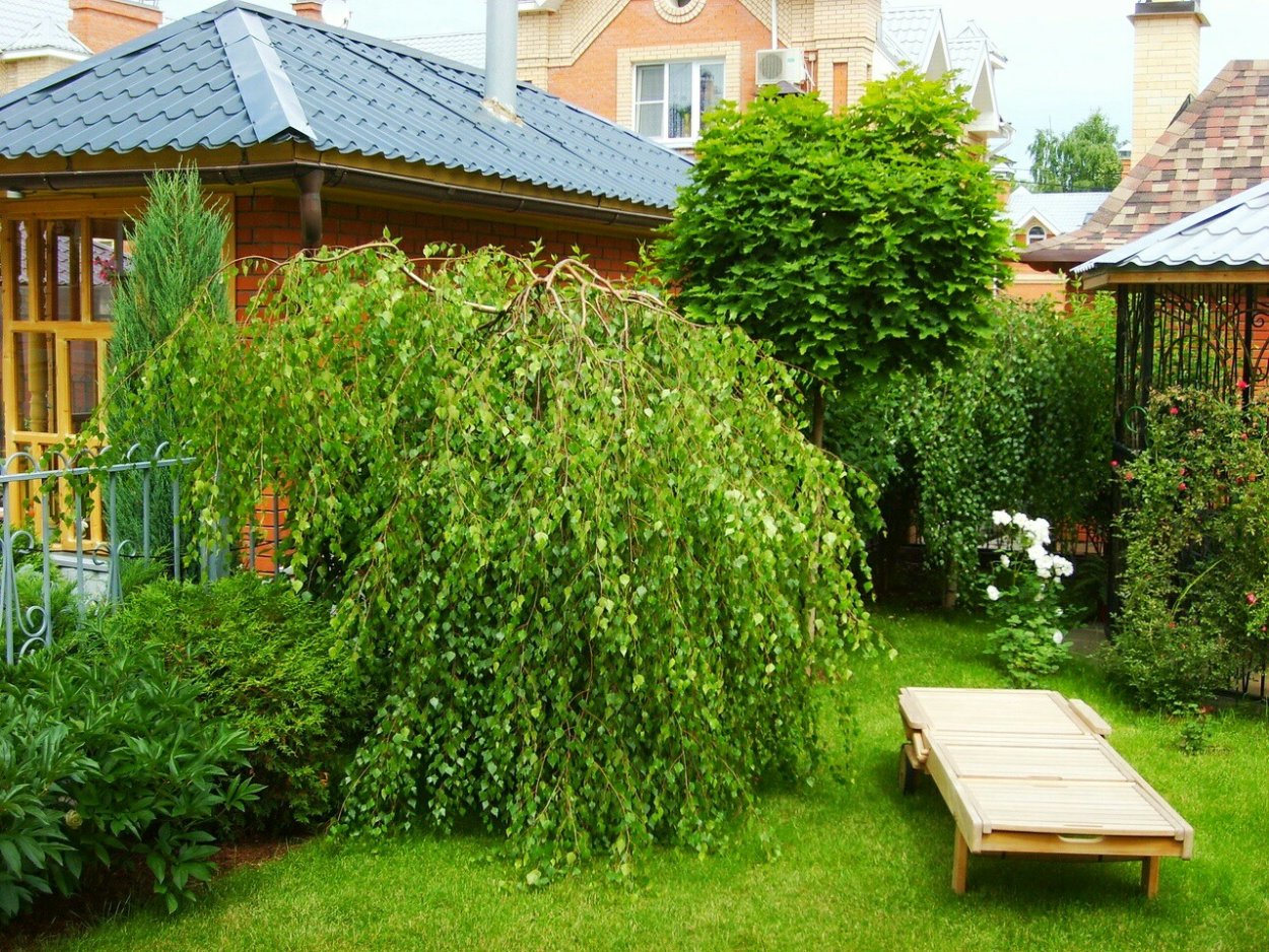 Ива Козья Пендула