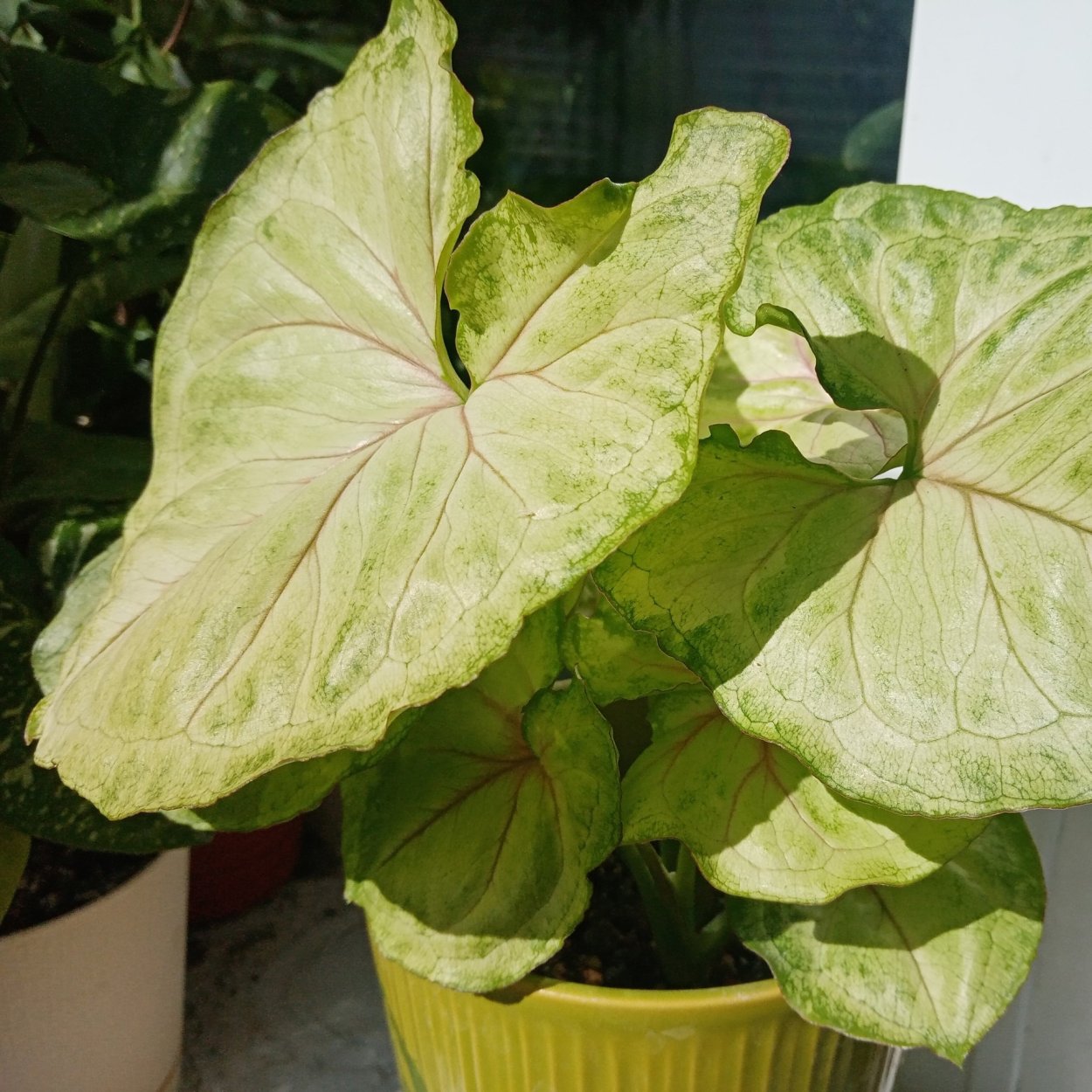 Сингониум цветок