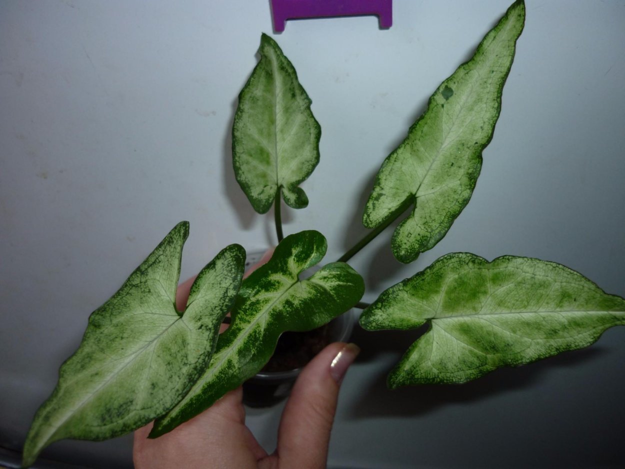 Сингониум Emerald Green