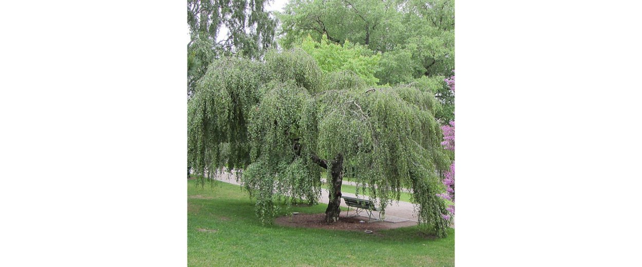 Береза повислая Тристис