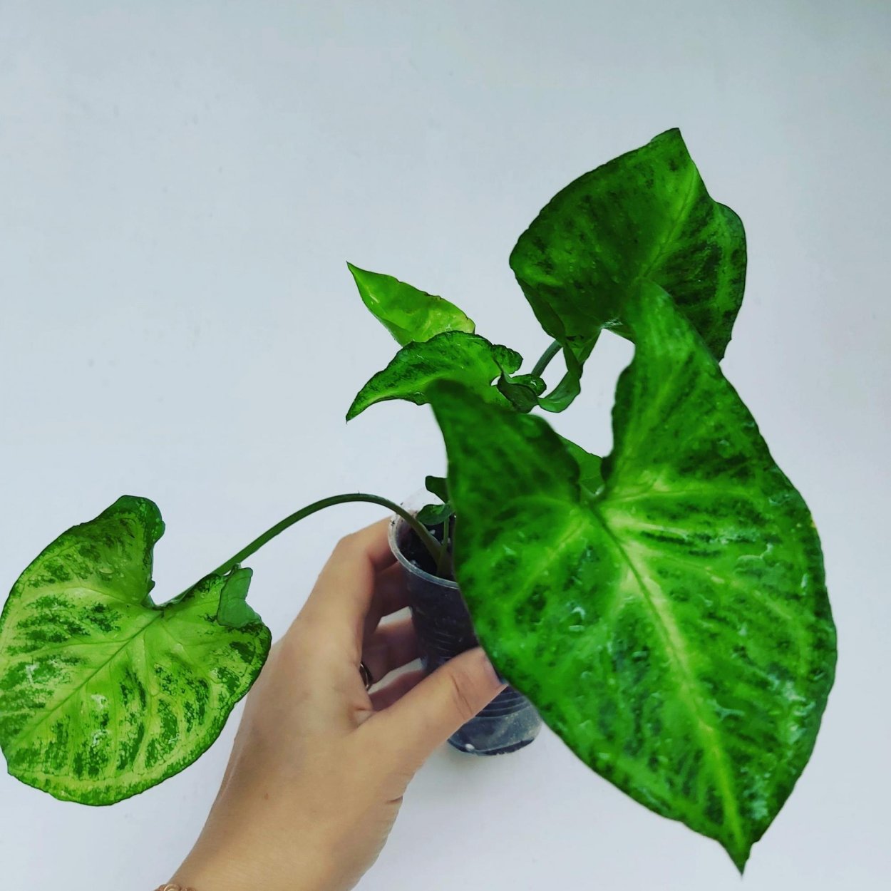 Syngonium Neon robusta