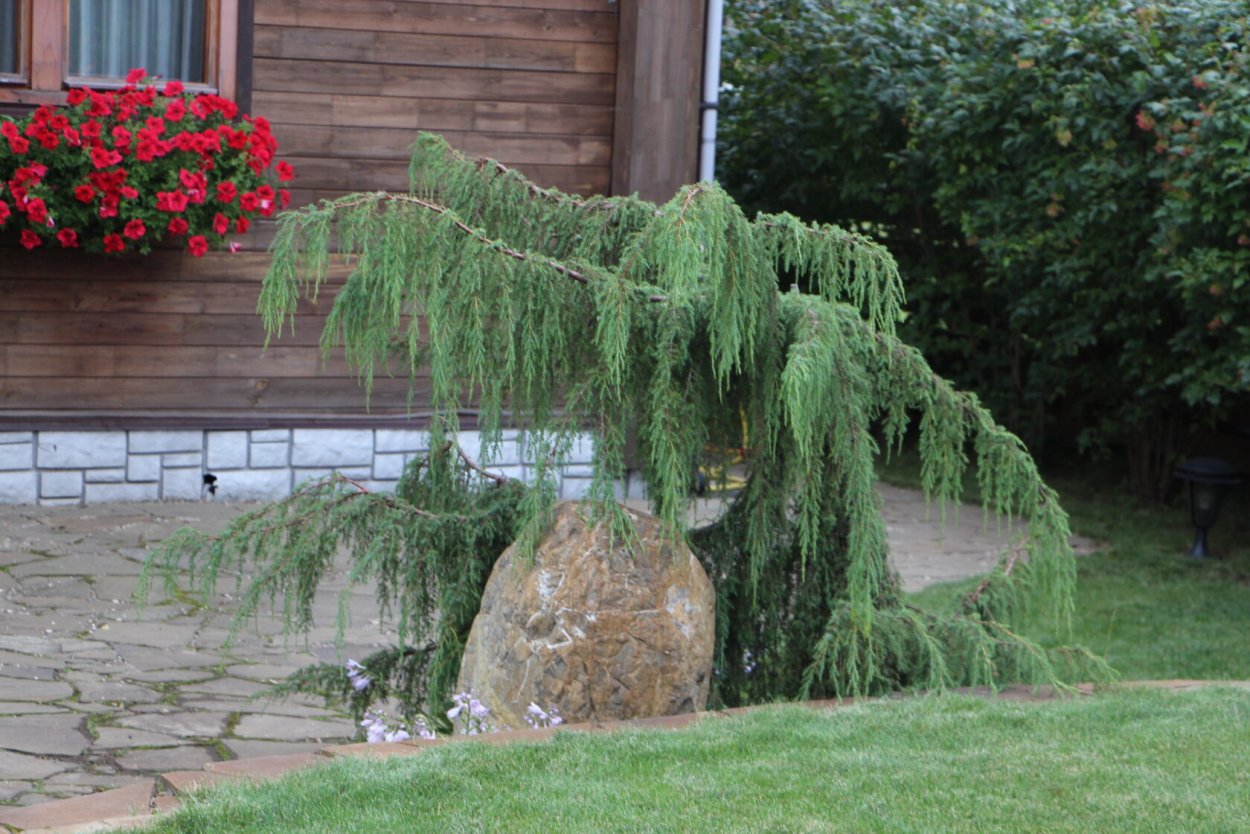 Можжевельник Хорстманн