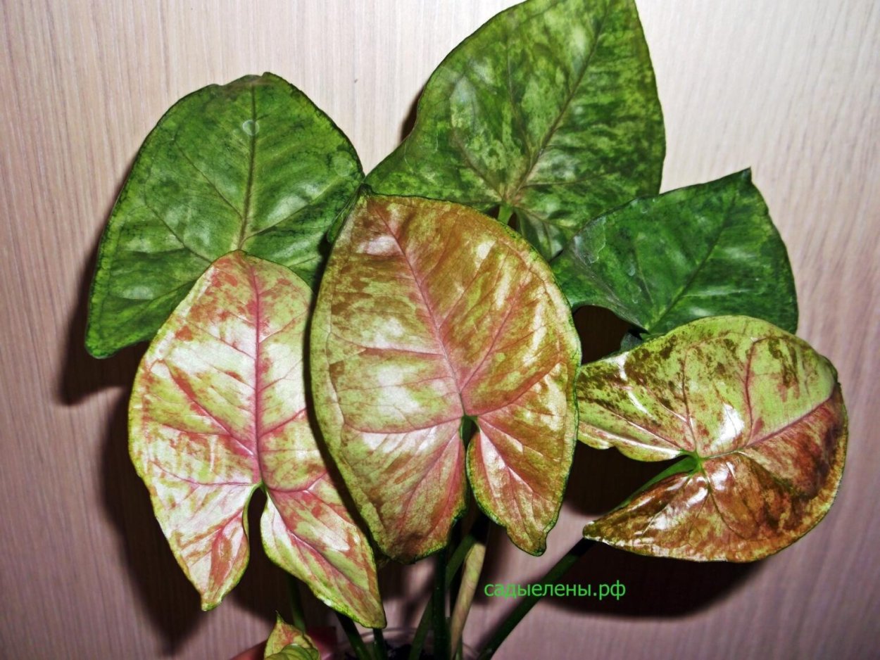 Сингониум Голден Венатион