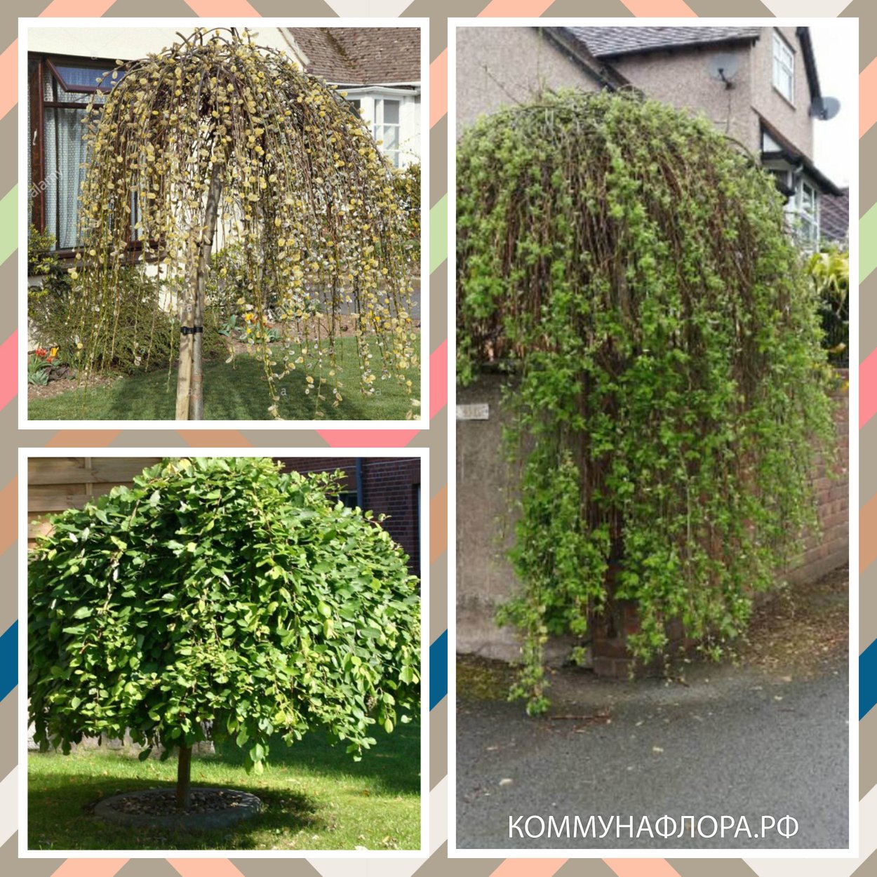 Ива цельнолистная Пендула