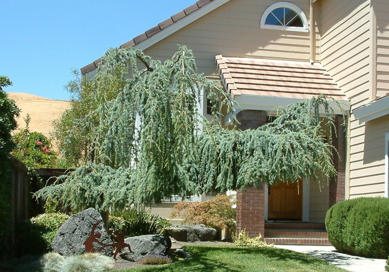 Cedrus Atlantica glauca pendula