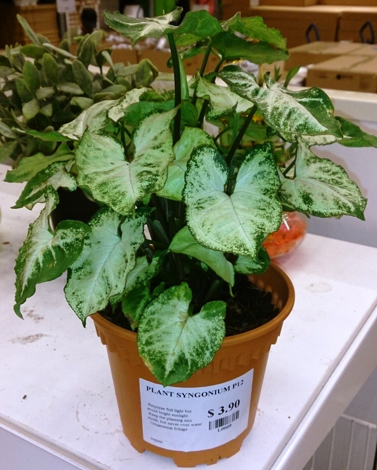 Голден венейшенел сингониум