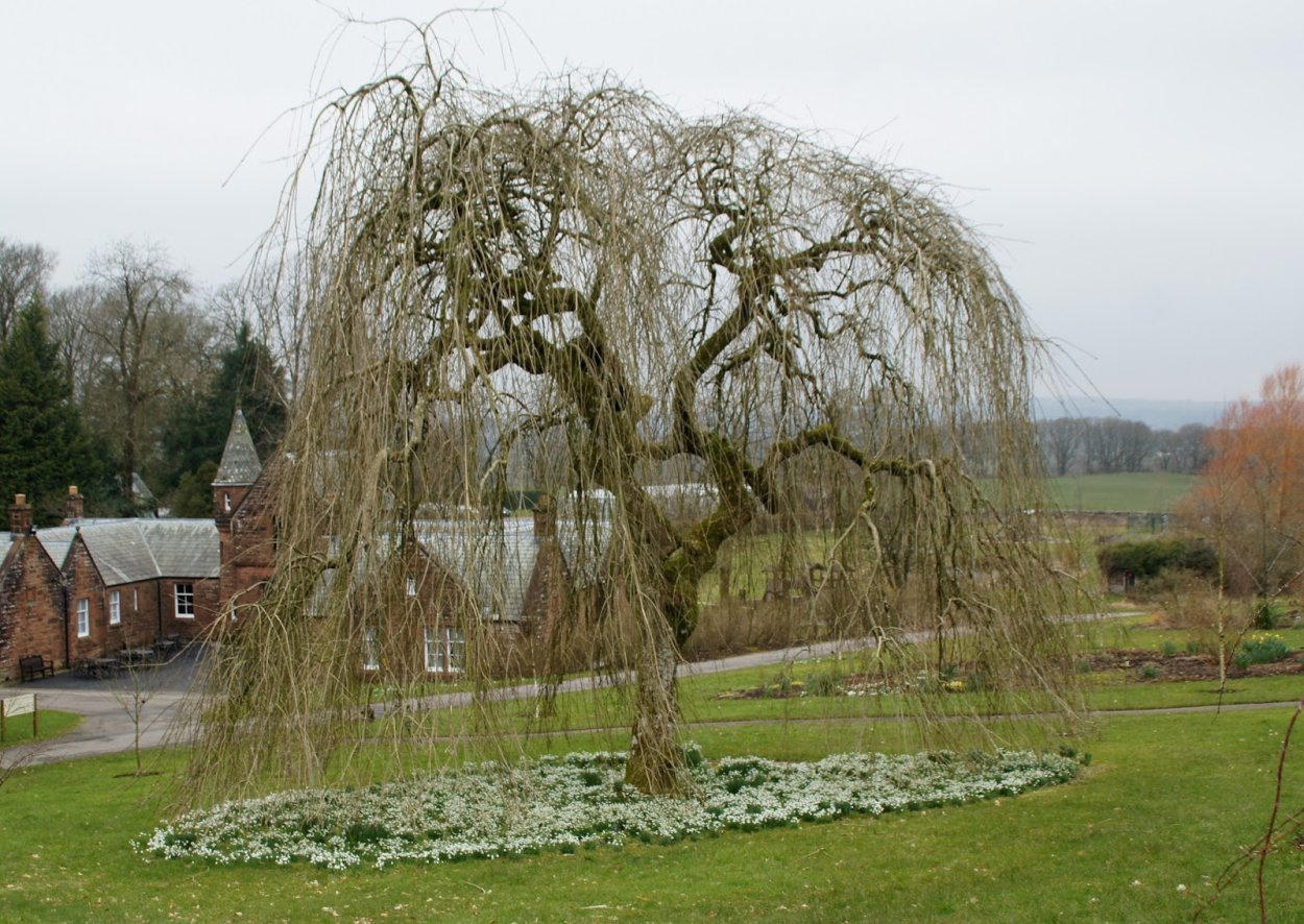 Ива Плакучий Гном