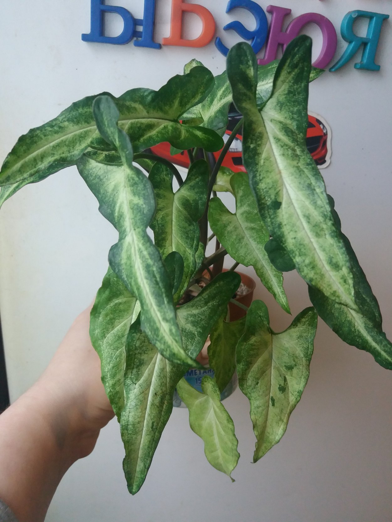 Сингониум Pink Splash