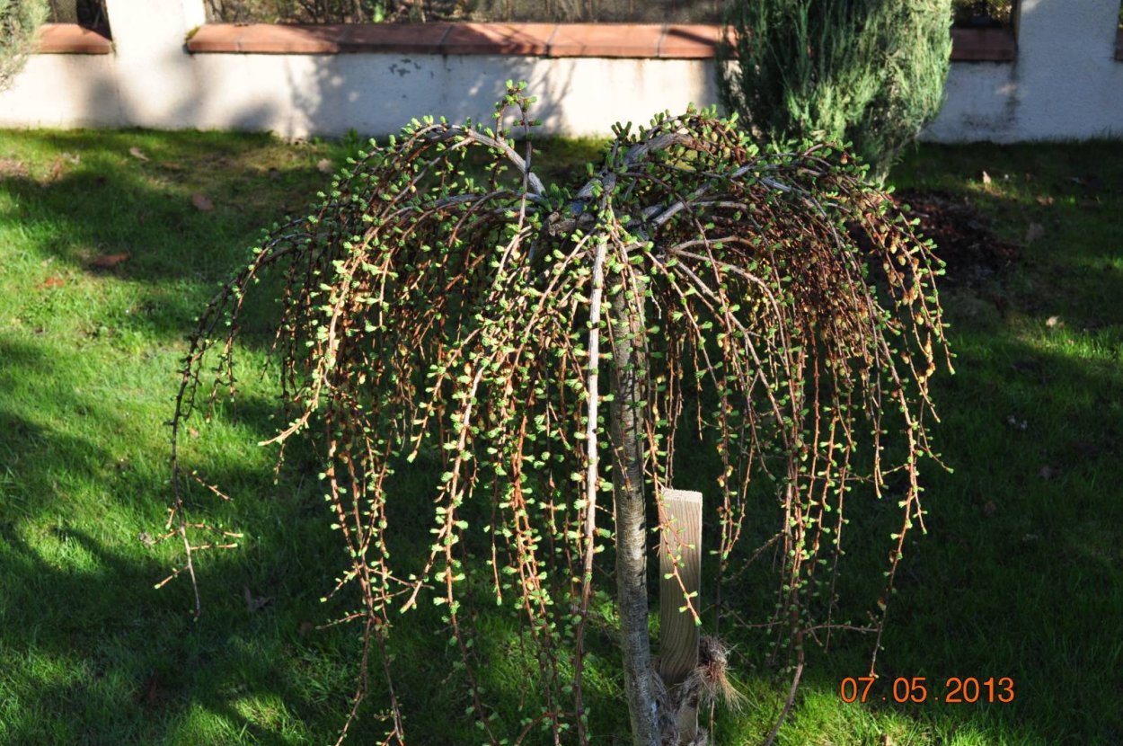 Ива Пендула плакучая