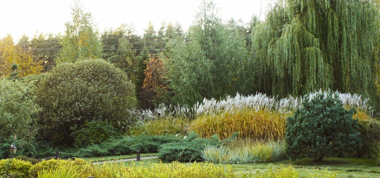 Ива пурпурная Нана в ландшафтном дизайне