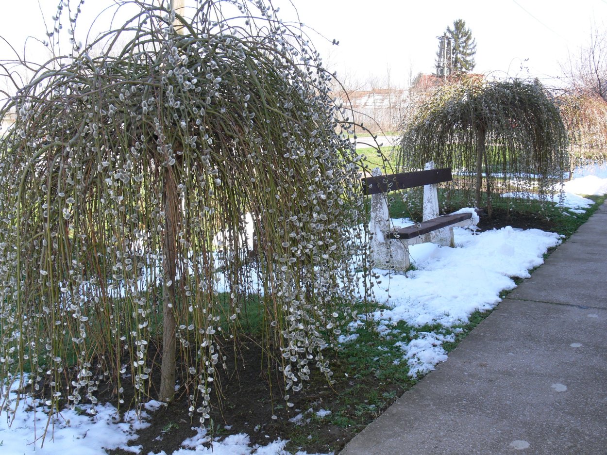 Ива цельнолистная Пендула