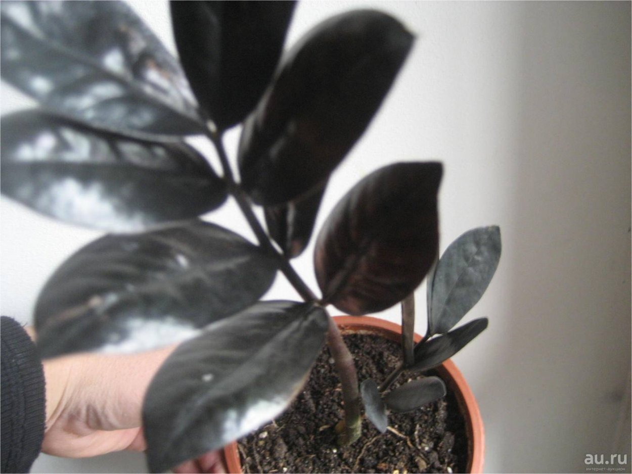 Замиокулькас черный принц