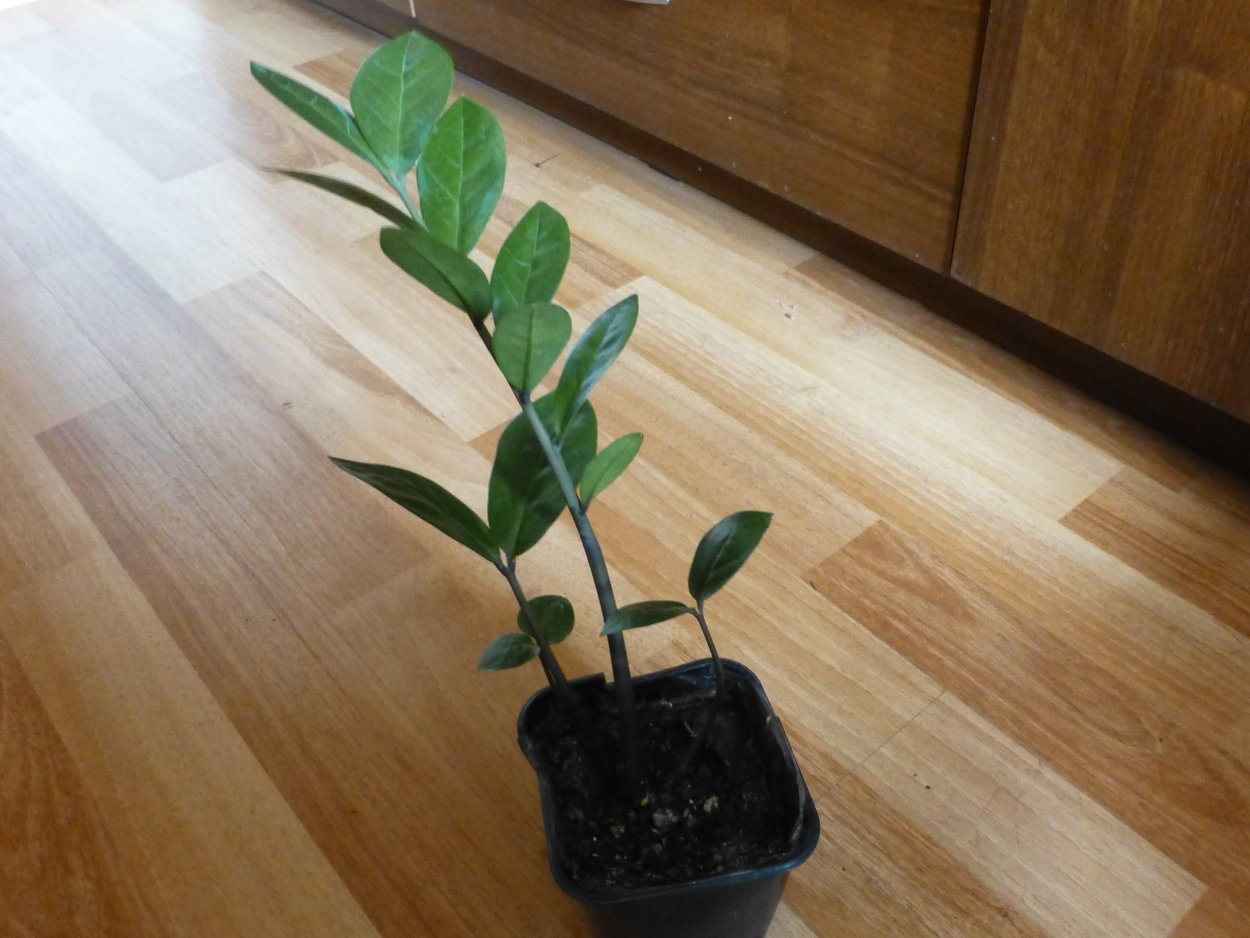 Замиокулькас Raven