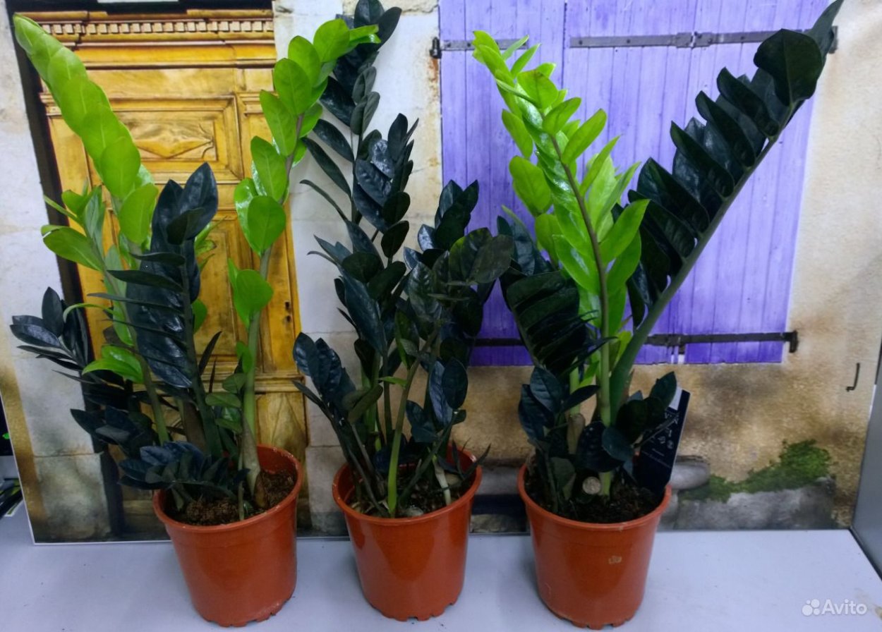 Подкормка для замиокулькаса