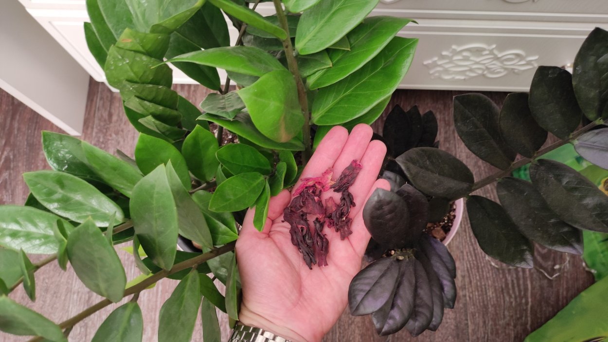 Замиокулькас Замия