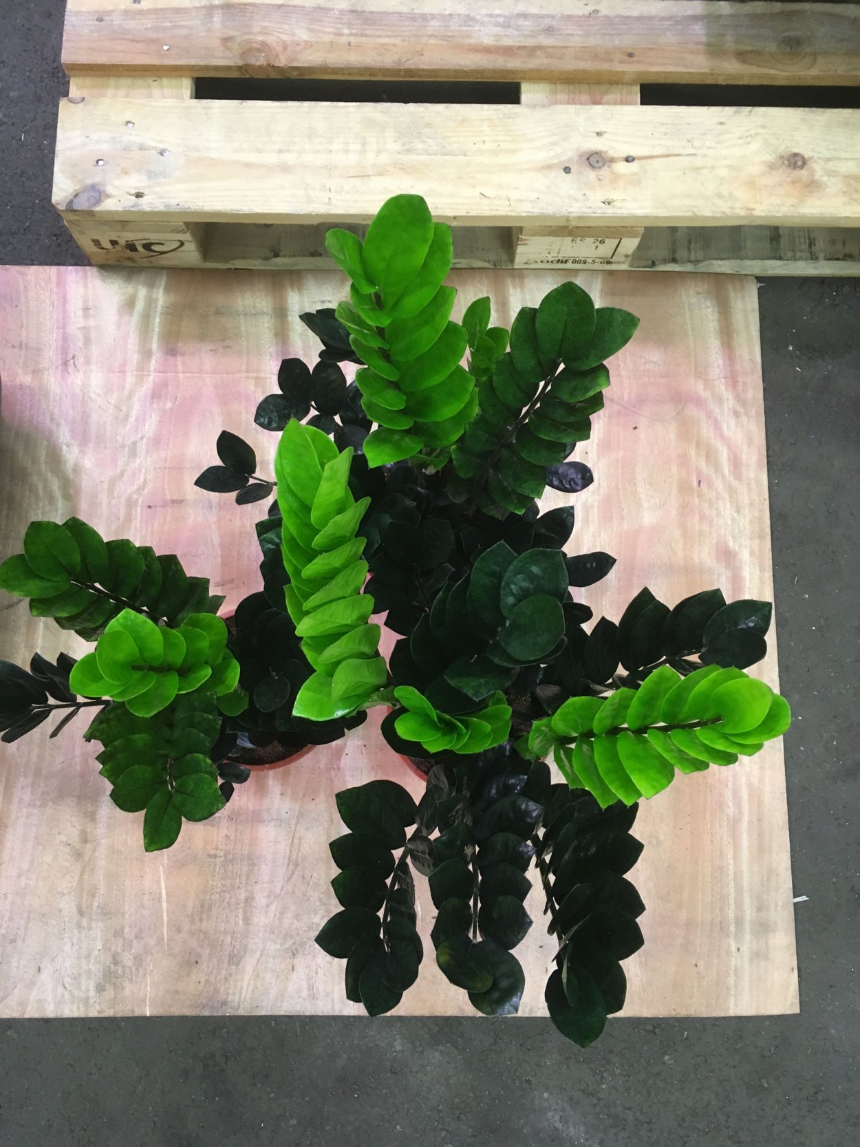 Замиокулькас долларовое дерево