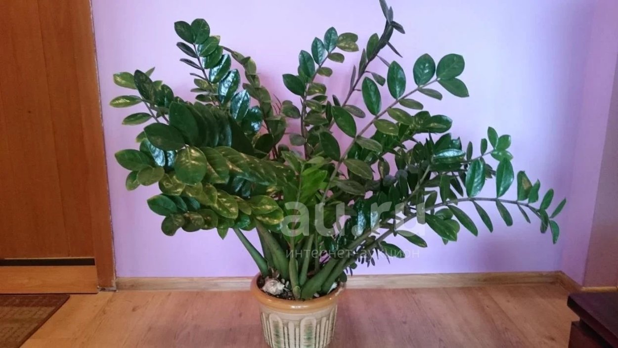 Замиокулькас бело зеленый