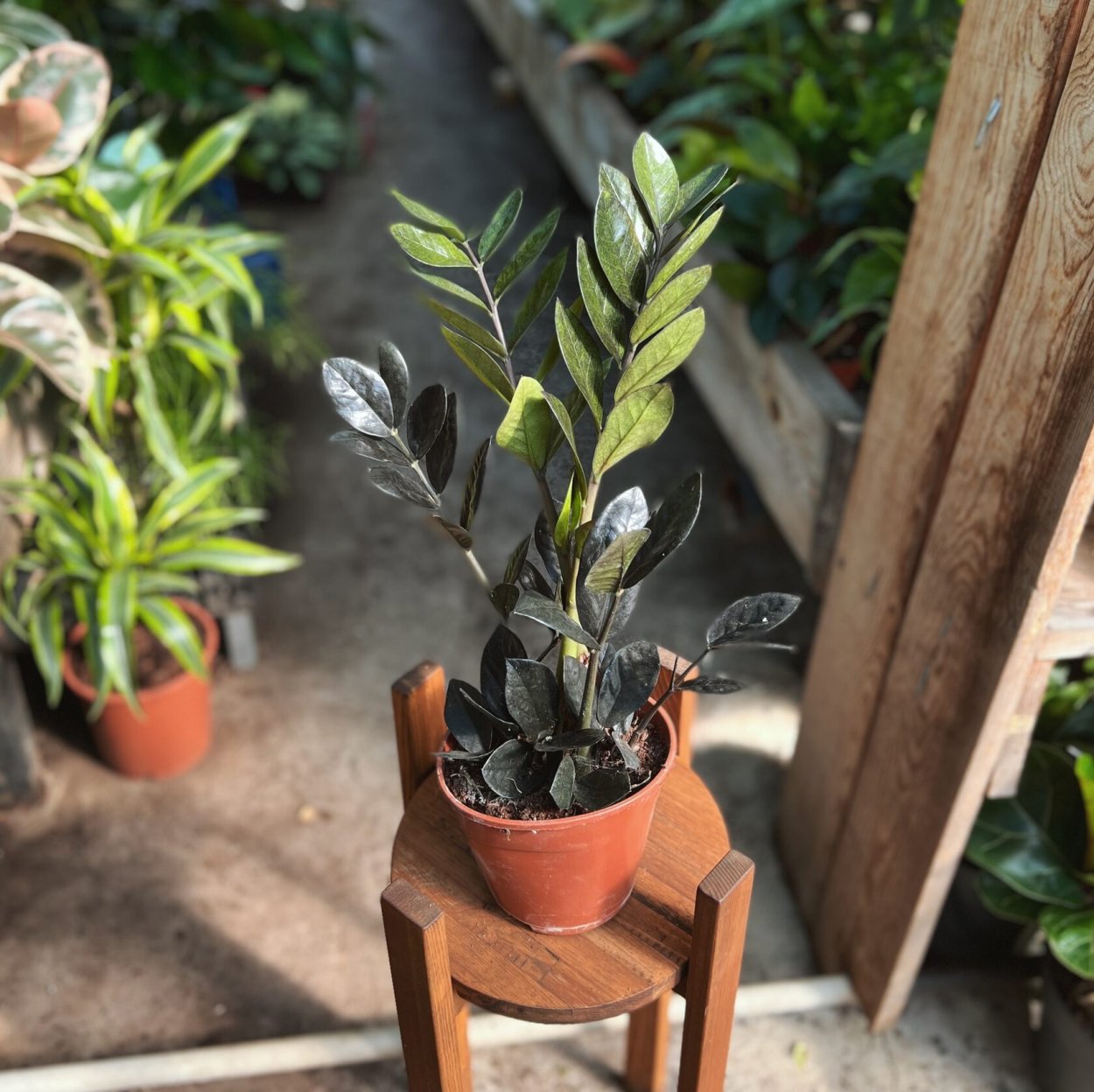 Замиокулькас Black Raven