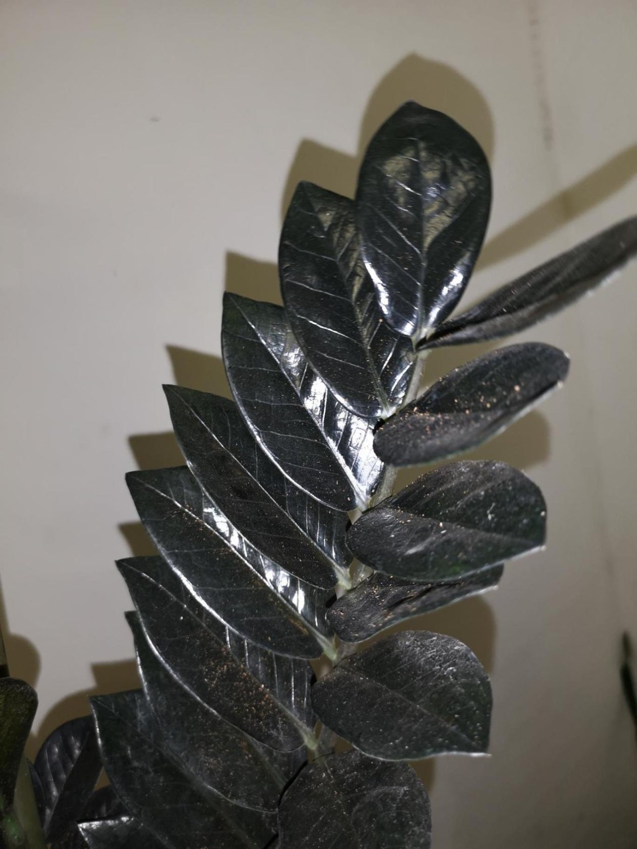 Замиокулькас Буавена