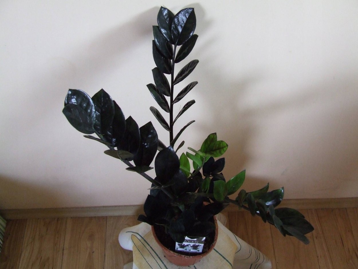 Замиокулькас Зензи