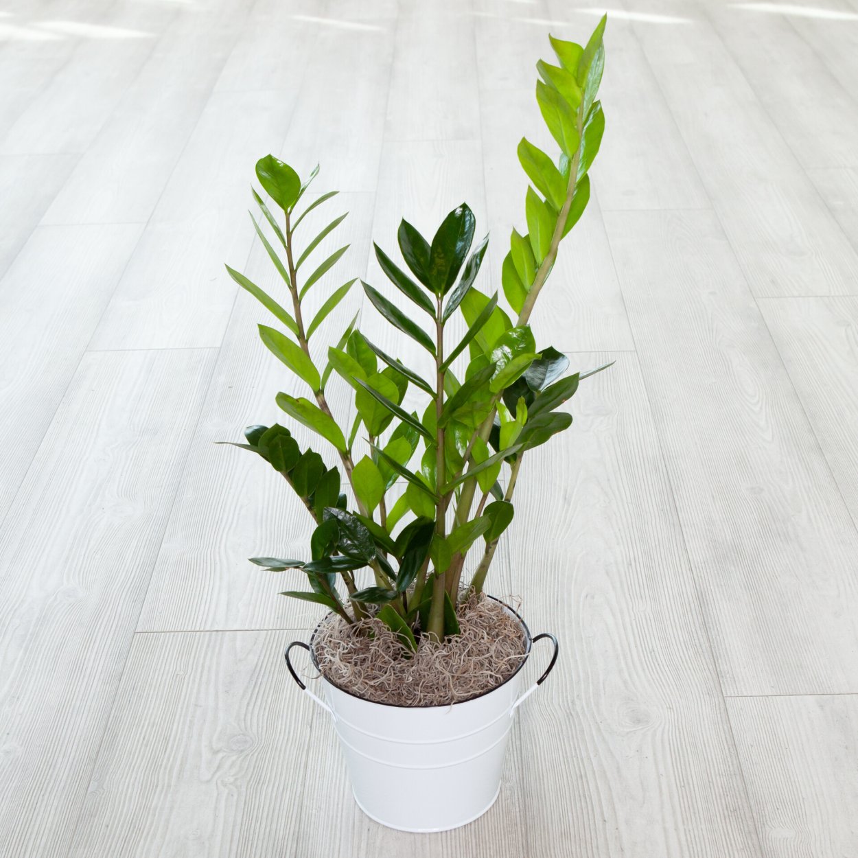 Паспорт комнатных растений замиокулькас