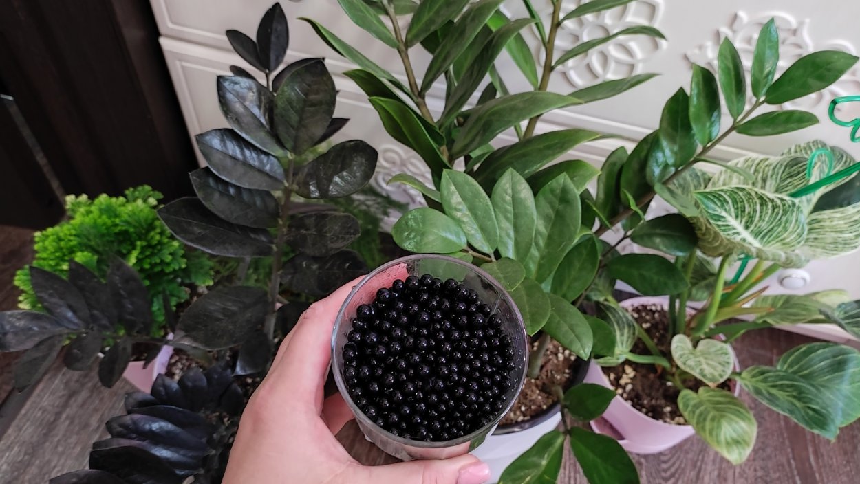 Растение замиокулькас