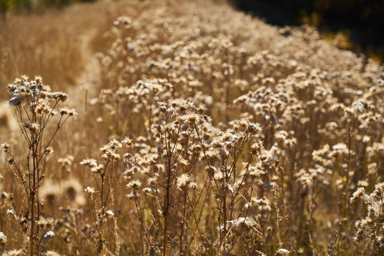 Лебеда красивоплодная